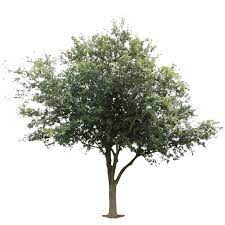 Immediate Entourage Free Cutout Photos For Architectural Rendering Tree Photoshop Tree Psd Tree Render