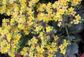 These small garden plants closely resemble agave and makes a great alternative choice if you want a similar look without the large size. Kalanchoe Blossfeldiana Yellow Ornamental Potted Plant With Succulent Opposite Leaves And Small Yellow Flowers In Terminal Branched Panicles Stock Photo Picture And Royalty Free Image Image 50171000