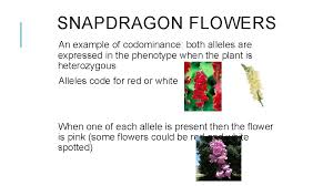 Which is an example of codominance? Monohybrid Crosses And Codominance Patterns Of Inheritance Learning