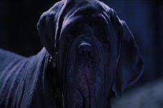 Rubeus Hagrid S Pets Rubeus Hagrid Philosopher S Stone Harry Potter Phoenix Harry Potter