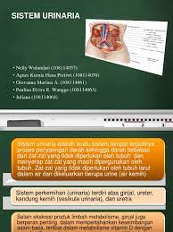 Sistem urinaria pada ikan lele lokal secara makroskopis belum banyak diteliti dan dilaporkan, begitupula secara mikroskopis. Sistem Urinaria