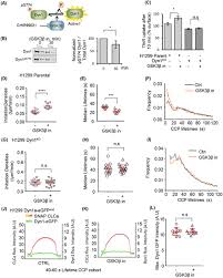 We did not find results for: Plos Biology A Noncanonical Role For Dynamin 1 In Regulating Early Stages Of Clathrin Mediated Endocytosis In Non Neuronal Cells
