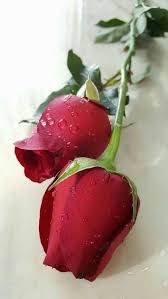 I can make the stems and the little triangle on the bottom, but i cant make the flowers. Pin By W Lee On Rozy Beautiful Rose Flowers Beautiful Red Roses Beautiful Flowers Wallpapers