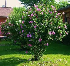 (20 to 30 f) outdoor plants lavender plant outdoor plants. Hibiscus Bush Growing Hibiscus Hibiscus Bush Hibiscus Tree