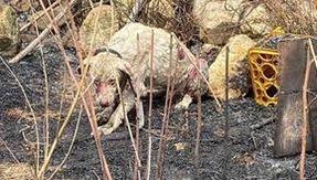 Due canadair in arrivo dalla francia e preoccupa soprattutto le comunità del marghine e della planargia. Xppttt0khkilwm