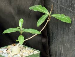 Image result for Raphionacme