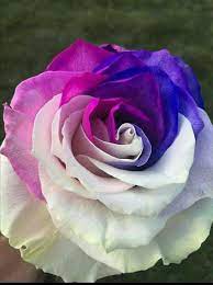 Pin By Addie On Blue Purple Green Black And White Beautiful Roses Beautiful Rose Flowers Unusual Flowers