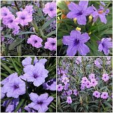 How To Grow And Care For Mexican Petunias Ruellia Simplex Flowering Shade Plants Plants Hardy Perennials