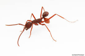 Image result for Antrocaryon