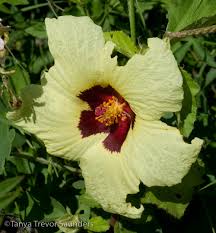 Image result for Anthericopsis sepalosa