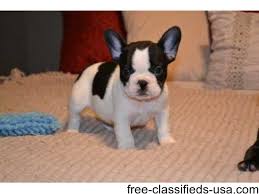 Rare colored french bulldog puppies for sale of grand champion lineage and akc registered right here in the heart land of lancaster pa san ca chicago il houston , san antonio , dallas austin , el paso , fort worth tx phoenix az philly pa jacksonville fl columbus oh indianapolis in charlotte nc seattle wa. Wonderful French B U L L D O G Puppies For Lovely Homes Animals Fort Wayne Indiana Announcement 44785
