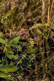 Image result for Eriosema parviflorum