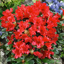 Buy Rhododendron Scarlet Wonder J Parker Dutch Bulbs Rhododendron Landscape Decor Diy Backyard Design