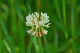 The yellow flowers appear during the summer and usually have 5 petals. How To Identify Lawn Weeds Learn About Common Weeds