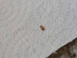 Gegen teppichkäfer im bett helfen bereits ein paar einfache methoden. Was Sind Das Fur Larven Gefunden Unterm Bett Tiere Insekten Kafer