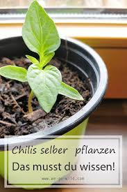 Kabuk bölümü ve jel bölümü olarak içerdiği aminoasitler, vitaminler ve birçok madde nedeniyle aloe vera, başta cilde faydası olduğu gibi kabızlığa, saç bakımına. Pin Auf Diy Garten Und Wohnung