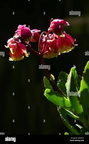 Image result for Kalanchoe latisepala