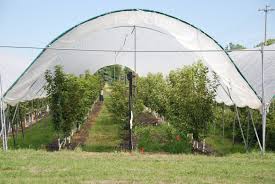 Planting trees which reap fruits does take time to grow, blossom and provide fruits. Nys Cherry Growers Could Harvest Sweet Profits With Tall Greenhouses Cornell Chronicle