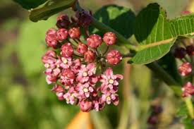 Image result for Asclepias graminifolia