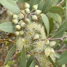 Image result for Acacia lasiopetala