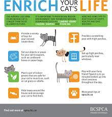 Should I Keep My Cat Indoors Is Unsupervised Outdoor Time Ok Bc Spca