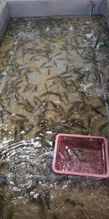 Kolam Memancing Udang Galah Jtr Home Facebook