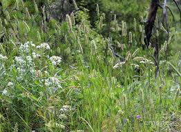 Montana Mountain Hillside Photograph by Curtis Boggs