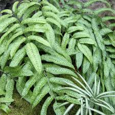 Image result for Coniogramme