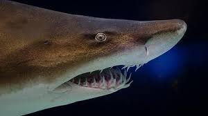 El tiburón toro caza en grupo, dirigiendo según su interés enjambres de peces para facilitar la captura. El Canibal Intrauterino El Tiburon Asesino Antes De Nacer