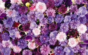 Iphone 11, purple, dark, hd, apple september 2019 event. Purple Flowers Wallpapers Tumblr Desktop Background