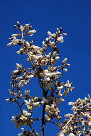 Image result for Philenoptera nelsii