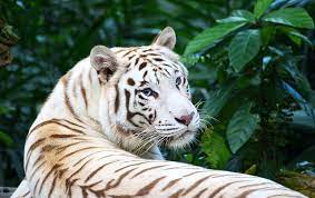 What does a white tiger look like. The Tragedy Of The White Tiger Scientific American