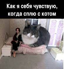 Как я себя чувствую, когда сплю с котом - коты, котоматрица, демотиватор,  спать | Demotos.ru