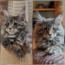 Before you decide, know that indoor cats are exposed to fewer threats and may live longer because they enjoy a more secure. Hard To Believe But This Is Our Kitten Huxley At 13 Weeks And At 14 Weeks Maine Coons Grow Up Fast Album On Imgur