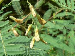 Image result for Sesbania sericea