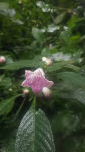 Image result for Acanthopale confertiflora