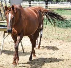 Check spelling or type a new query. 8 My Dad Is California Chrome Ideas California Chrome Foals Chrome