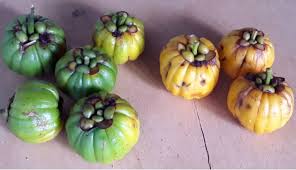 Rasa manis yang menjadikan buah ini sebagai favorit setiap orang. Kenali Buah Asam Gelugur Dan Khasiatnya Blog Santai Santai Jerr