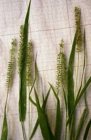 Image result for Setaria verticillata