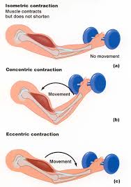 Sports Massage Portland Or Southwest Portland Goose Hollow Types Of Muscles Isometric Exercises Muscle Contraction