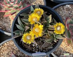 Image result for Nananthus vittatus