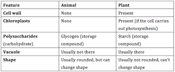 Plant and animal cells are eukaryotes. 2 2 3 Prokaryote Eukaryotic Cells Grace S Blog