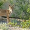 Save 10% on your purchase the coyotes have had the opportunity to take their struggles in recent years and build up a young. 3