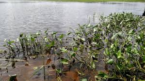 Image result for Pontederia