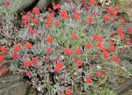 Image result for Kleinia schweinfurthii