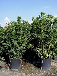 Image result for Pittosporum tobira