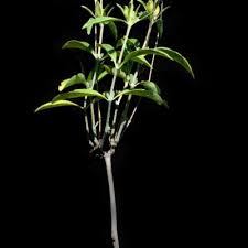 Image result for Barleria lancifolia