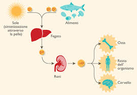 Perché l'Olio Extravergine favorisce assorbimento vitamina D?
