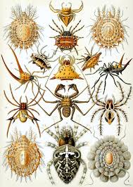10 Choses Insolites Sur Les Araignees Le Monde Et Nous Dessin Nature Illustration De La Nature Les Arts