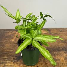 Image result for Pteris friesii